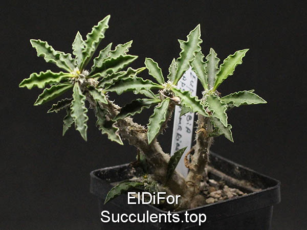 насіння euphorbia capsaintemariensis seeds
