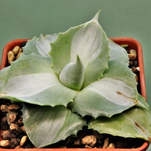Agave-intermensis-mediopicta-alba-2