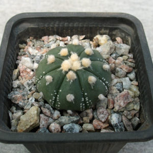 Astrophytum asterias cv. ooibo