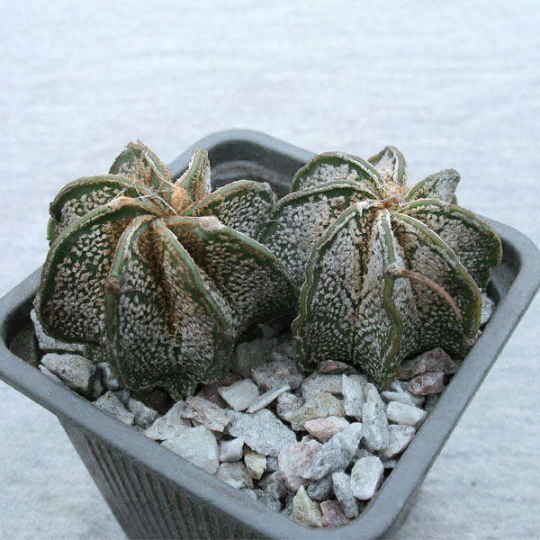 Astrophytum capricorne v. niveum