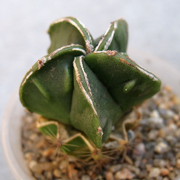 Astrophytum myriostigma cv. Hannya Fukuryu
