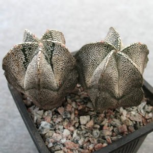 Astrophytum myriostigma cv. Onzuka