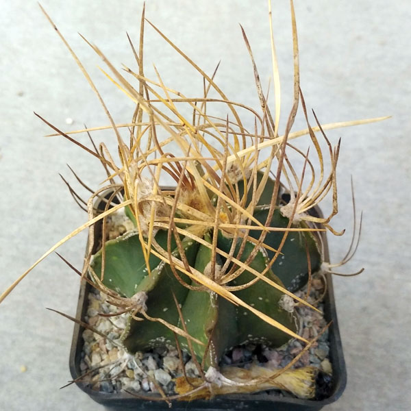 Astrophytum senile v. aureum
