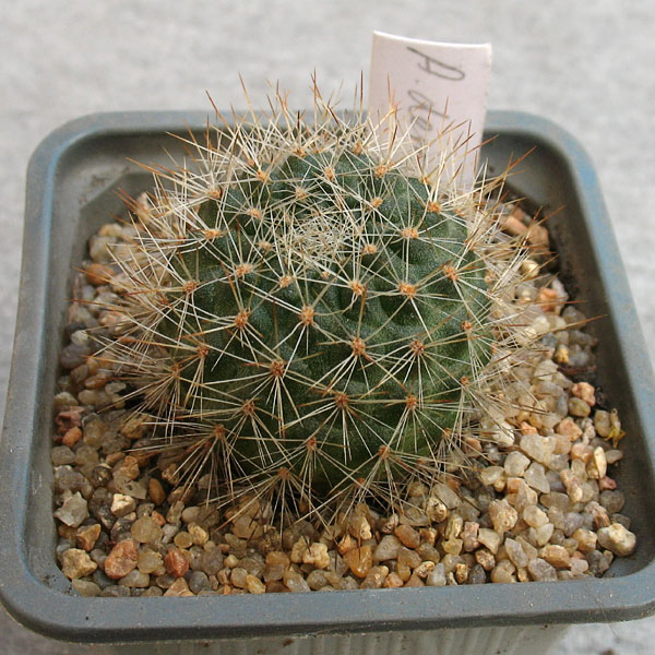 Aylostera deminuta