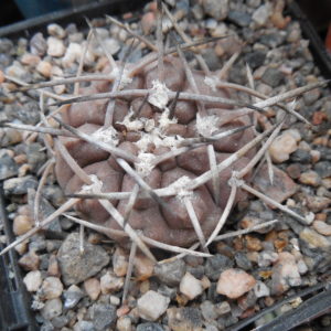 Gymnocalycium piltziorum P38 - Piltz -