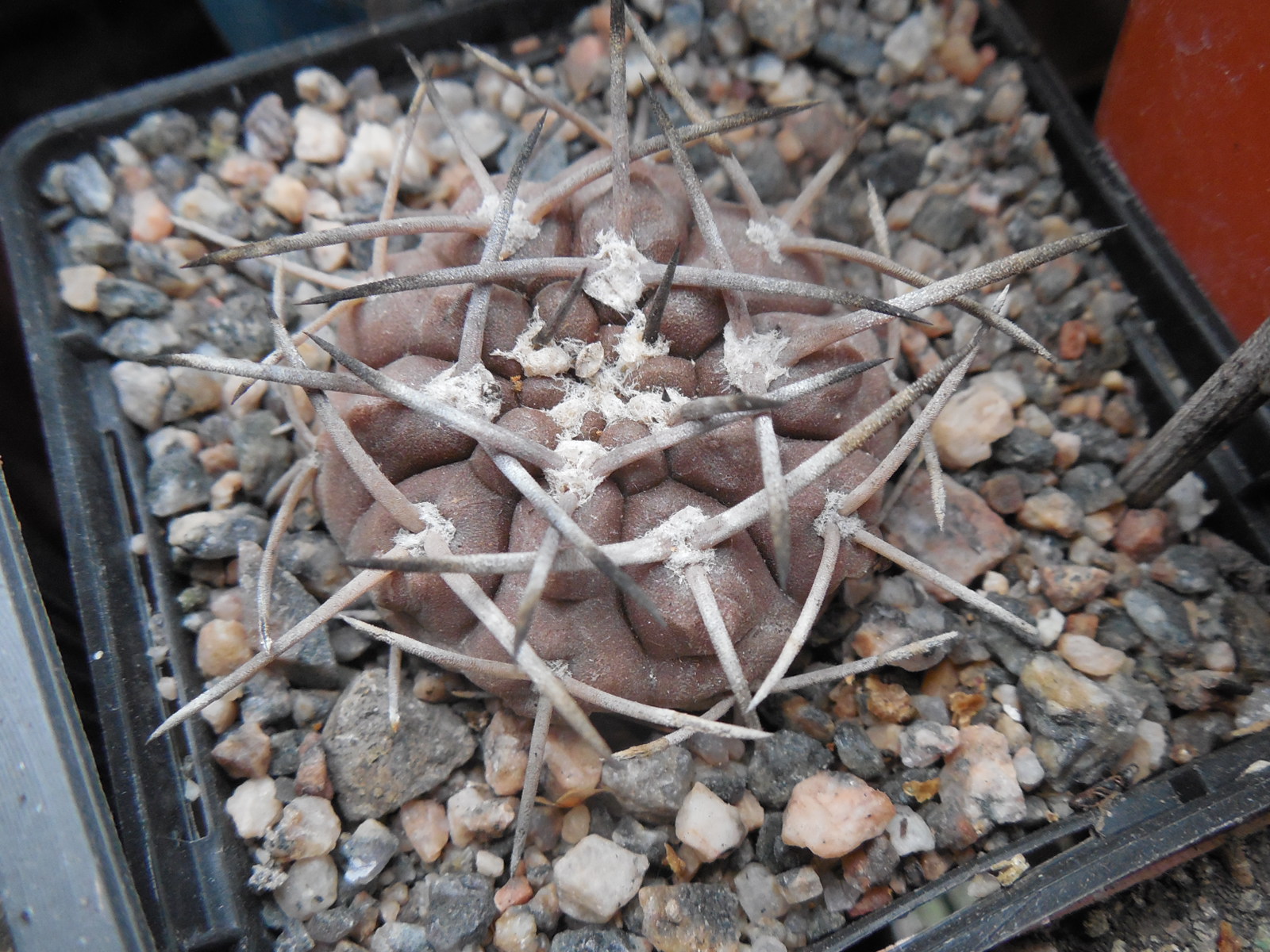 Gymnocalycium piltziorum P38 - Piltz -