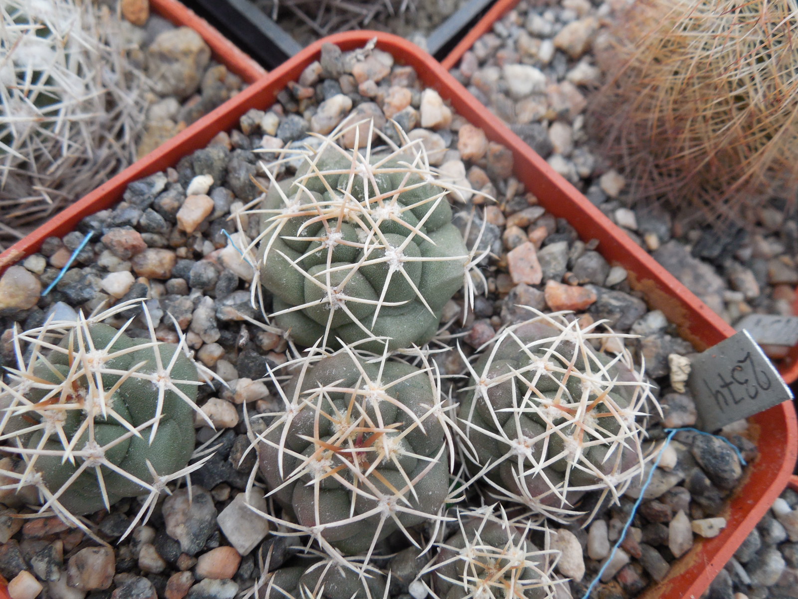 Thelocactus hexaedrophorus - ssp.jarmillae PM 76 A - Kupcak -