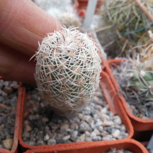 Echinocereus adustus - Chihuahua - GK -