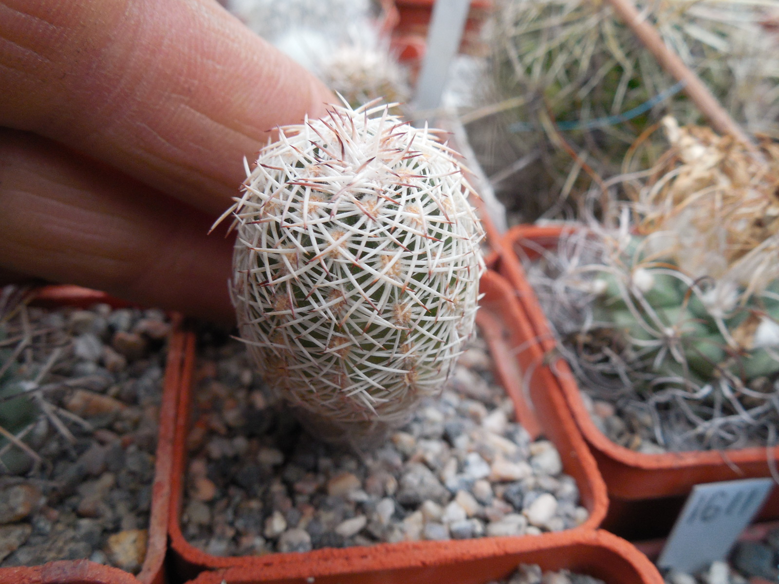 Echinocereus adustus - Chihuahua - GK -