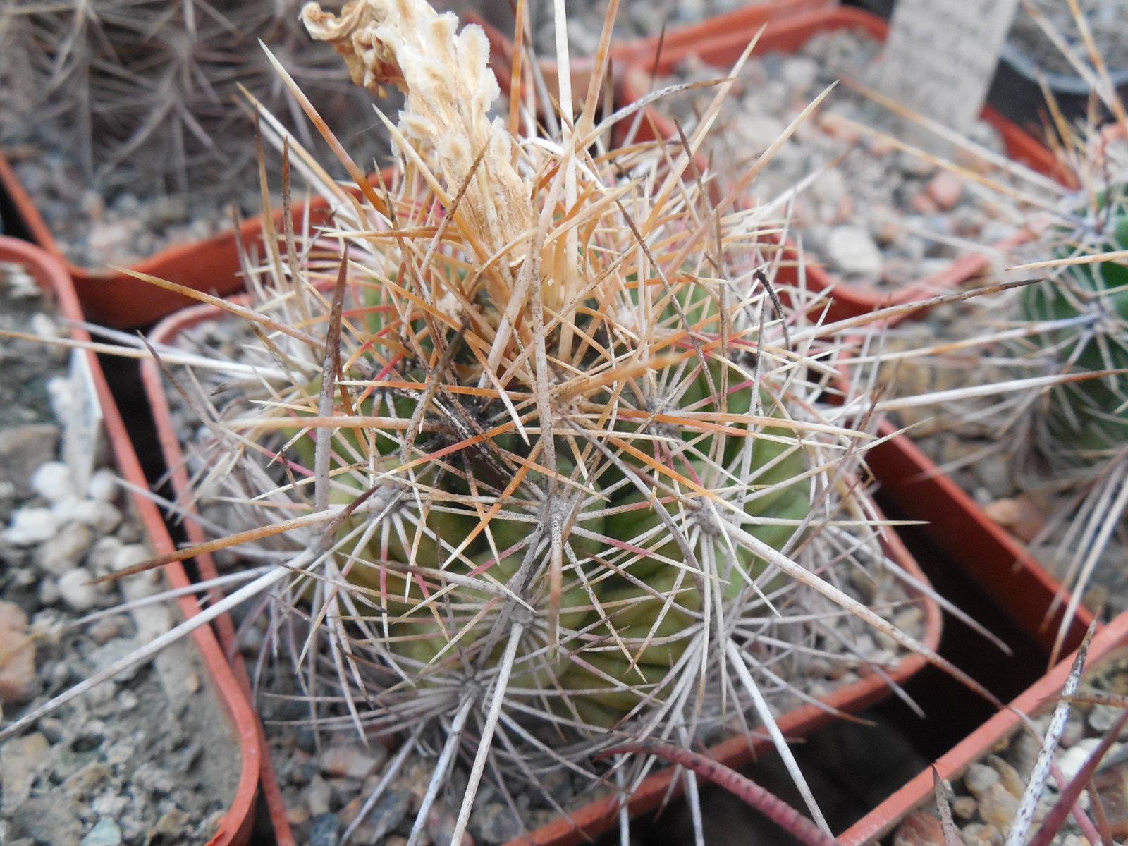 Thelocactus bicolor VZD 130 - P.Kupcak