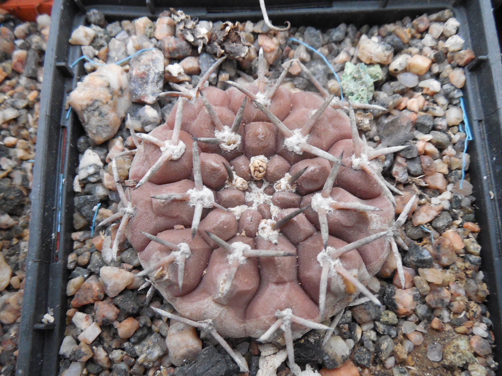 Gymnocalycium piltziorum P38 - Piltz - відбір -