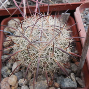 Echinomastus unguispinus  GL 607 - s Jimenez, Chih. MG -  not grafted -