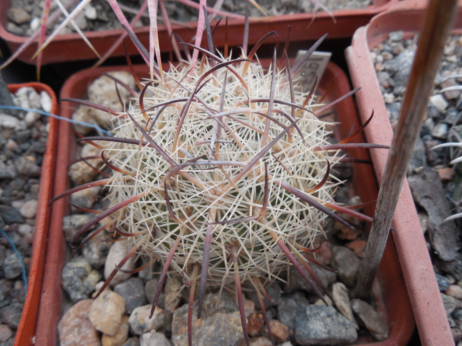 Echinomastus unguispinus  GL 607 - s Jimenez, Chih. MG -  not grafted -