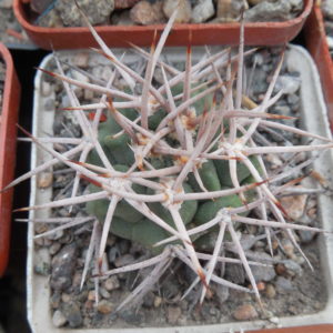 Gymnocalycium oenanthemum - v.longispinum - відбір -