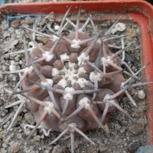 Gymnocalycium piltziorum P38 - Piltz - відбір -