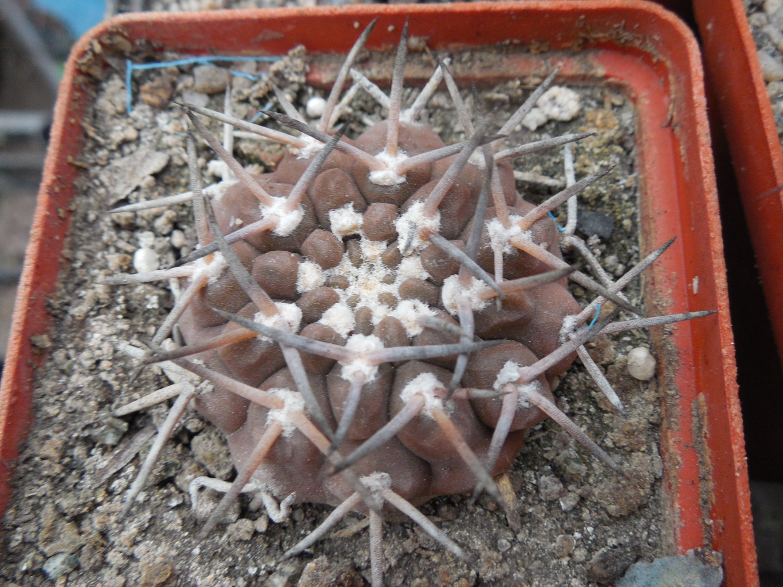 Gymnocalycium piltziorum P38 - Piltz - відбір -