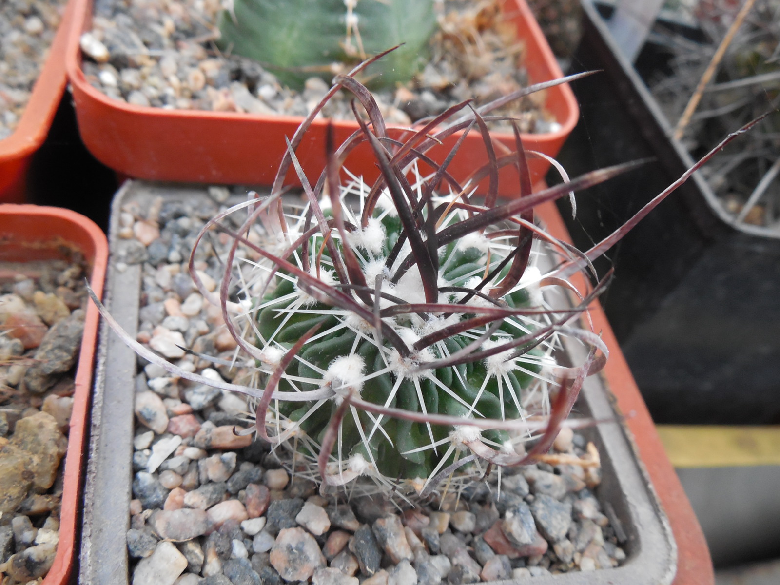 Echinofossulocactus  lloydii - довгі голки, селекція, відбір