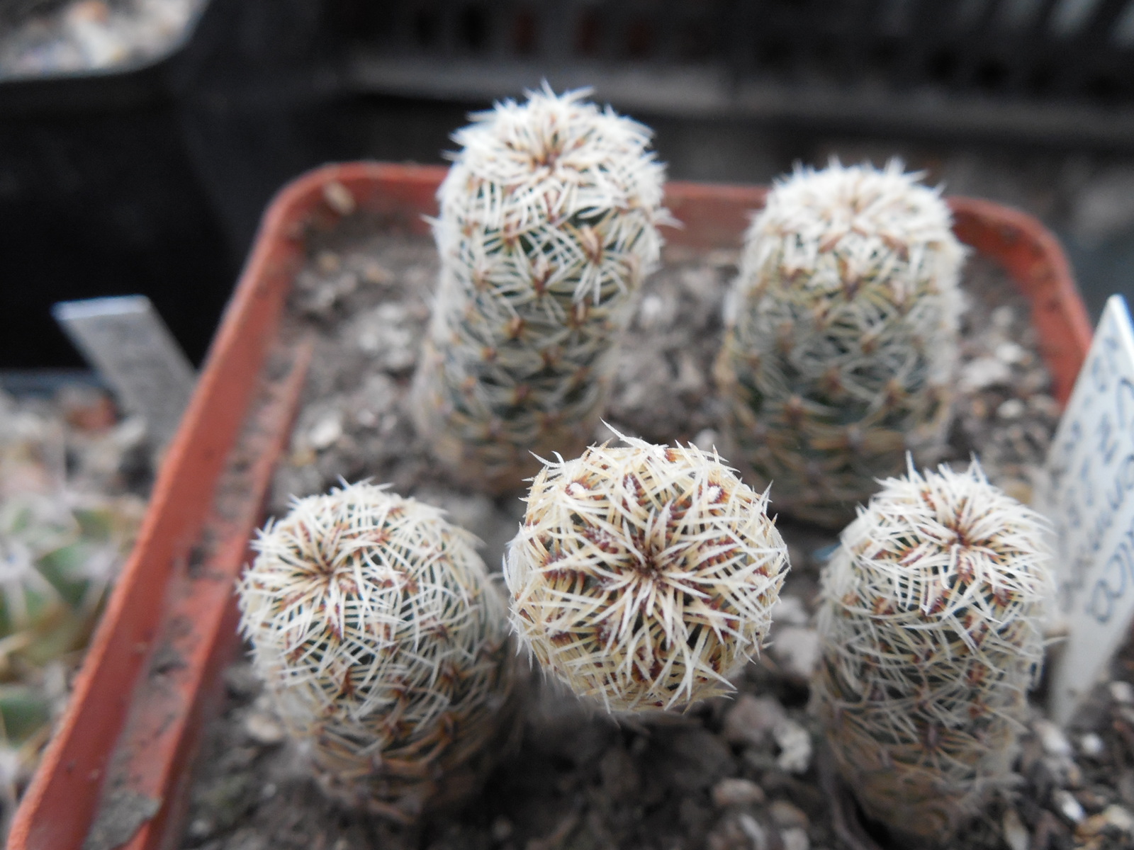 Sulcorebutia gemmae VZ 231