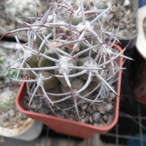 Gymnocalycium mostii - селекція СРСР - відбір -