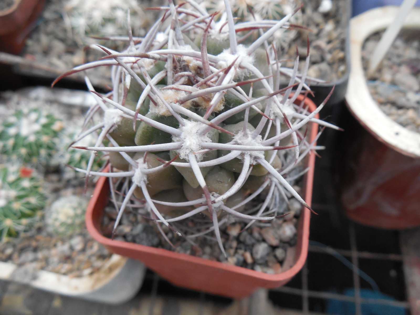 Gymnocalycium mostii - селекція СРСР - відбір -