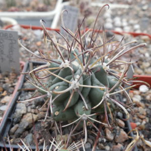 Glandulicactus uncinatus DJF 615 - black flower - Catorse, SLP. - MG -