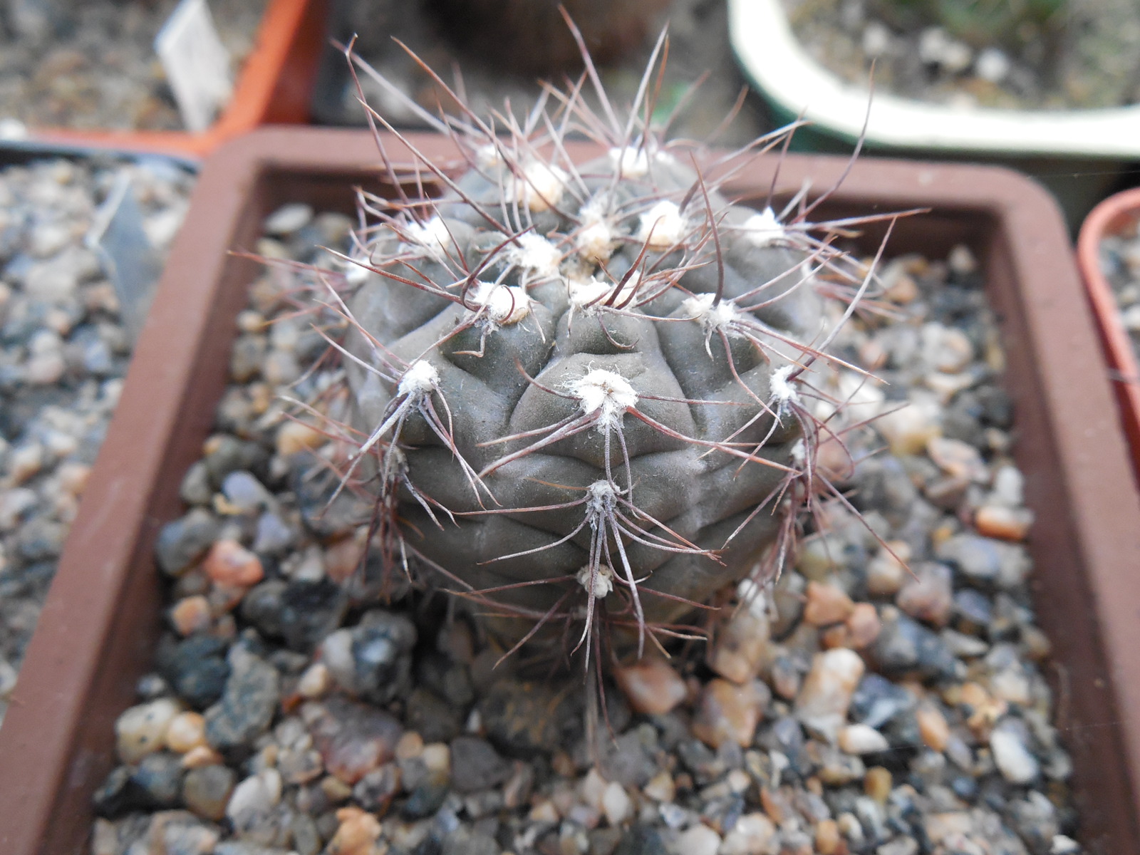 Gymnocalycium taningayense P 212 - Piltz -