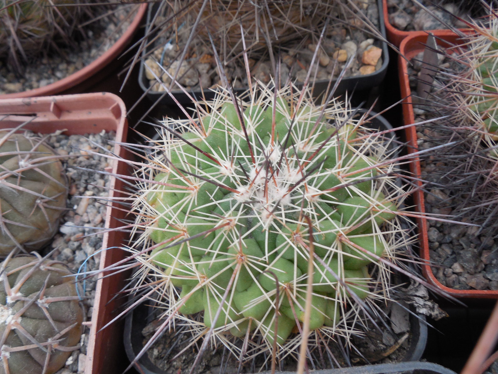 Mammillaria rubrograndis - MG -