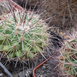 Mammillaria rubrograndis - MG -