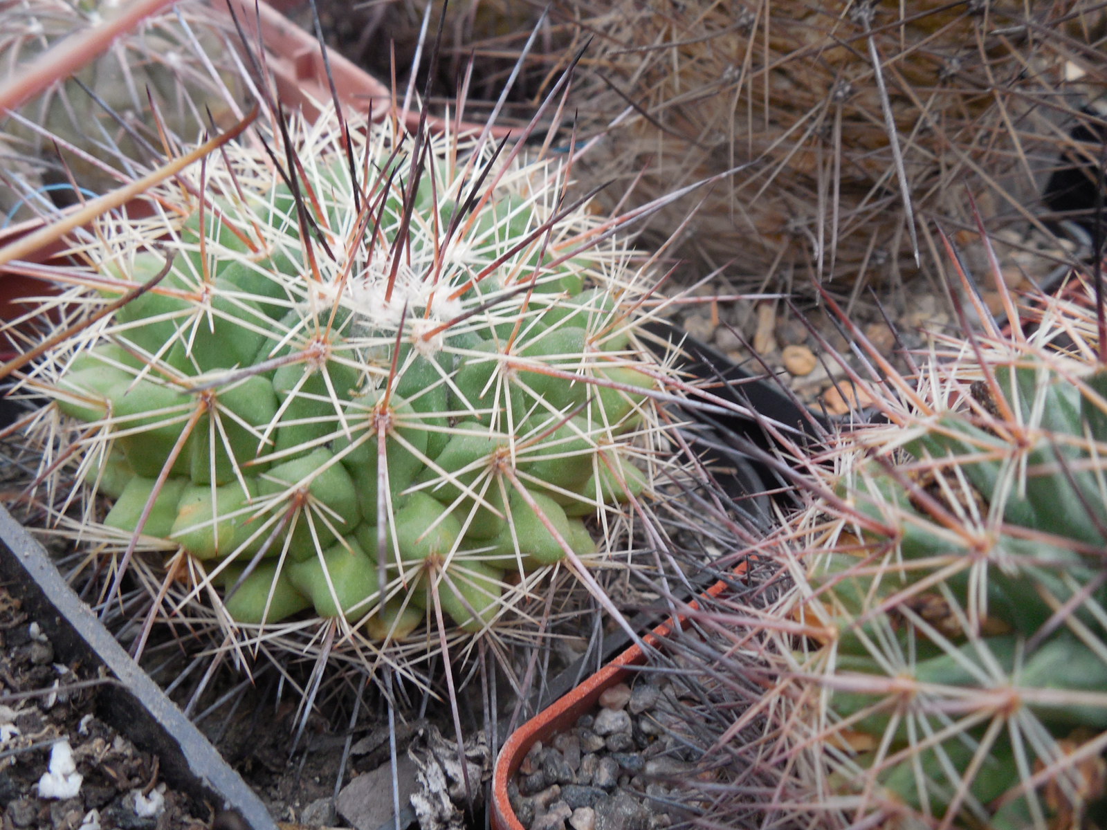 Mammillaria rubrograndis - MG -