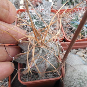 Astrophytum capricorne- cv.Weisse Stachel