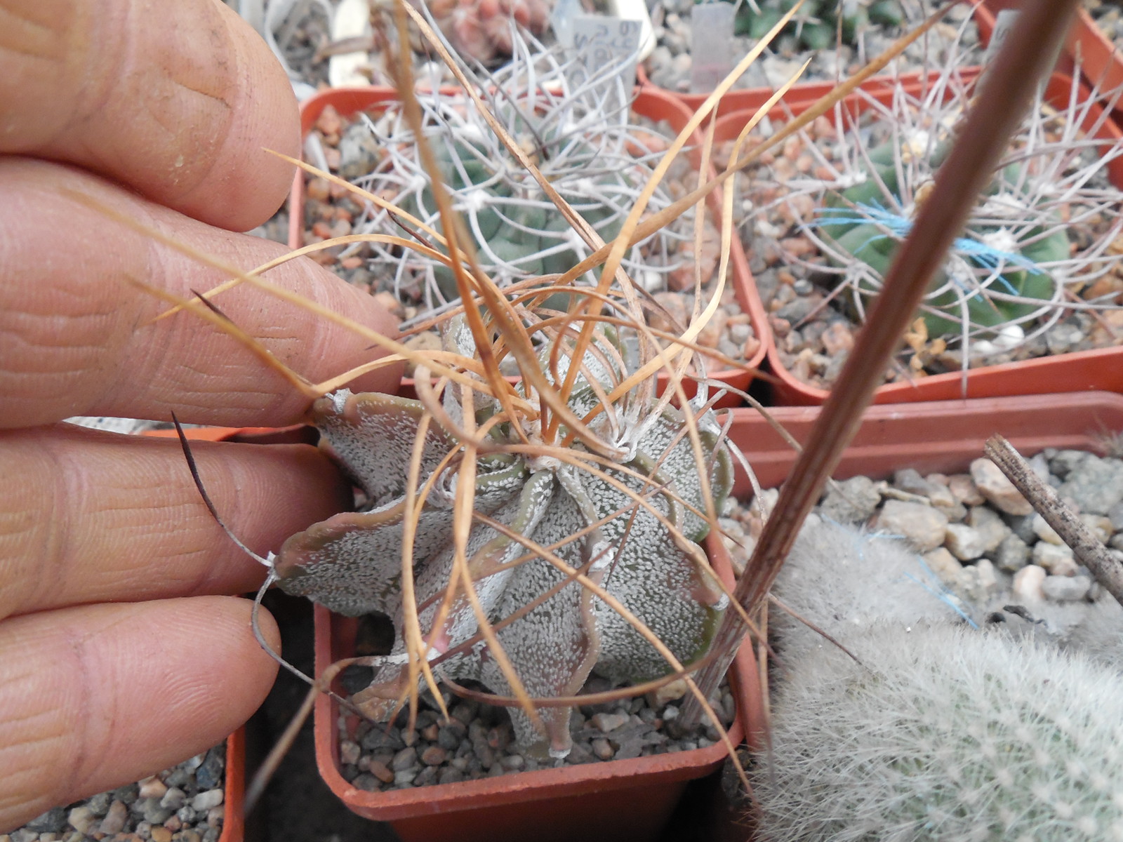 Astrophytum capricorne- cv.Weisse Stachel