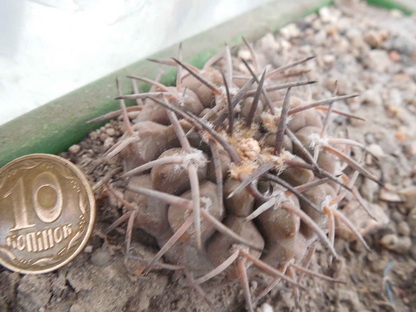 Gymnocalycium piltziorum P38 - Piltz -