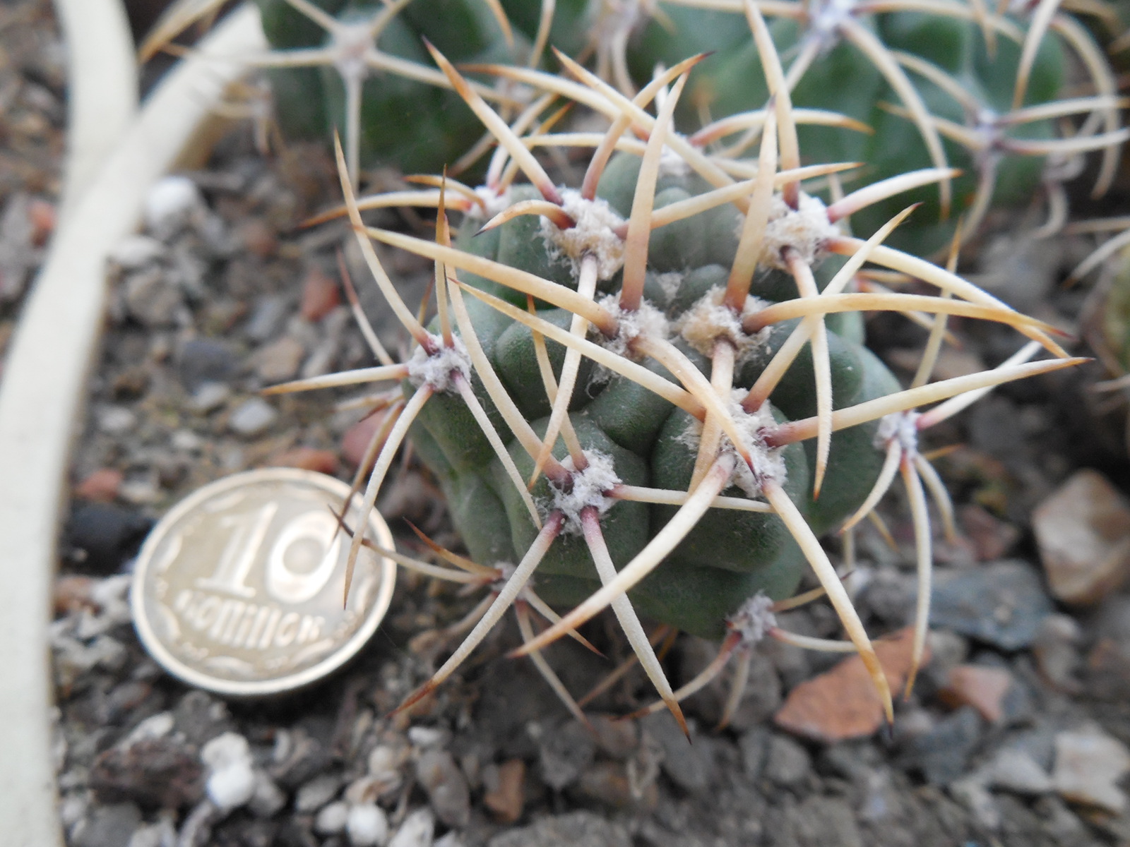Gymnocalycium multiflorum - v. albispinum