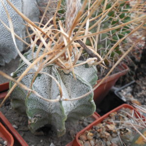 Astrophytum niveum - cv.Weisse Stachel