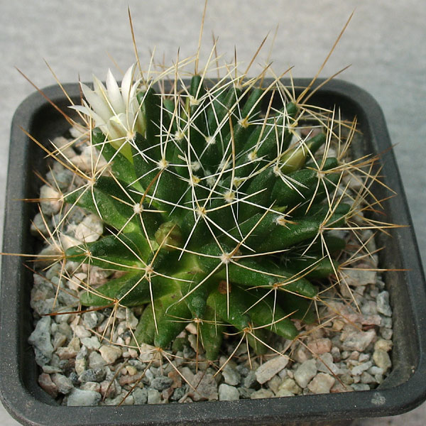 Dolichothele camptotricha