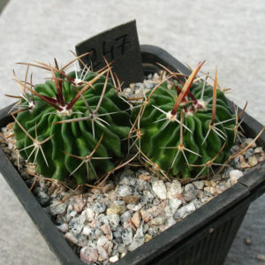 Echinofossulocactus dichroacanthus RS 192