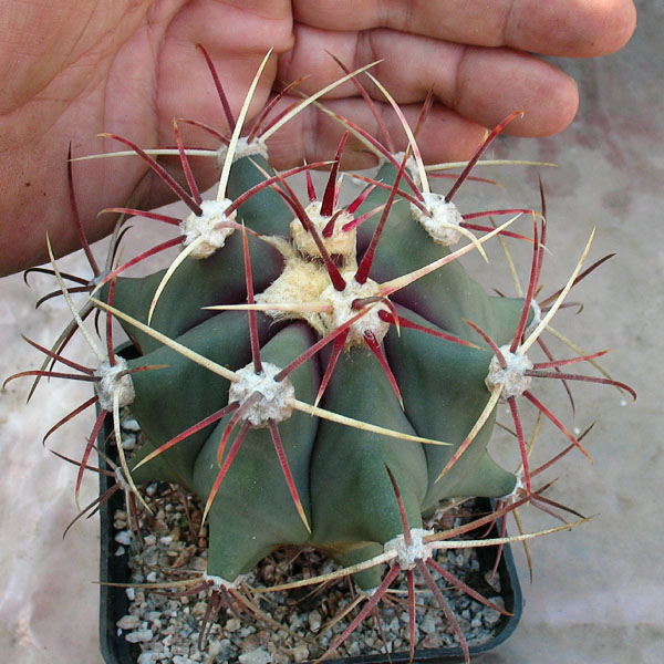 Ferocactus emoryi