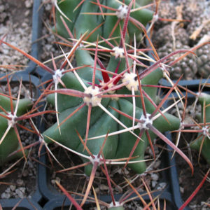 Ferocactus rectispinus