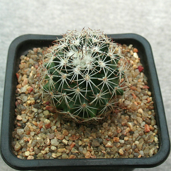 Gymnocactus beguinii