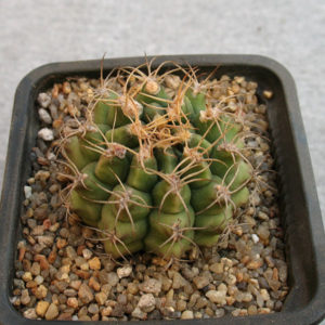 Gymnocalycium anisitsii