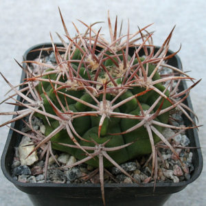 Gymnocalycium hybopleurum v. ferocior STO 498