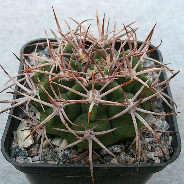 Gymnocalycium hybopleurum v. ferocior STO 498