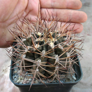 Gymnocalycium pungens -MG-