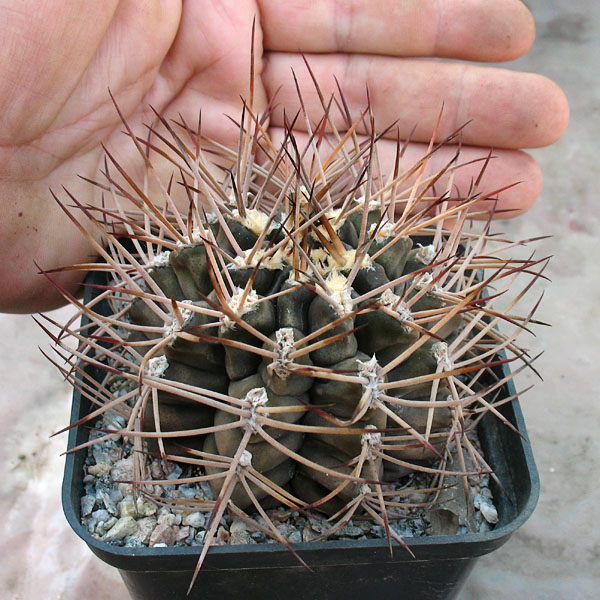 Gymnocalycium pungens -MG-