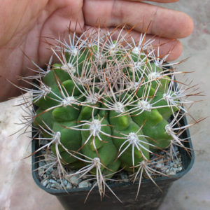Gymnocalycium valnicekianum P 83