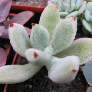 Echeveria    leucotricha