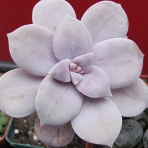 Graptopetalum   superbum