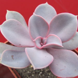 Echeveria      Purple   Pearl