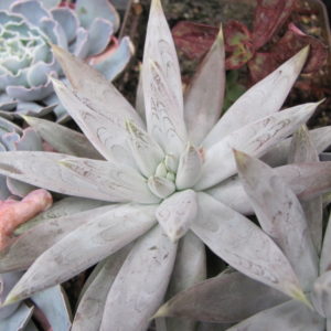 Echeveria    tolimanensis