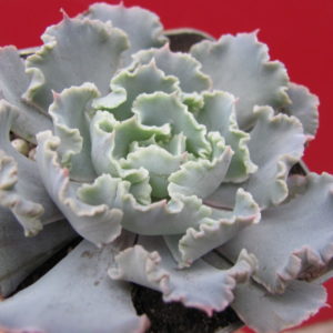 Echeveria      *Curly   Pearl*